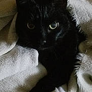 Purrcilla Marie is registered to the contest to win money with this photo: cat, black_cat, pet, feline, blanket, cozy, indoor, portrait, eyes, whiskers, fur, bedding, resting, close_up, stare, mammal, paw, tucked_in, low_light, shadow
