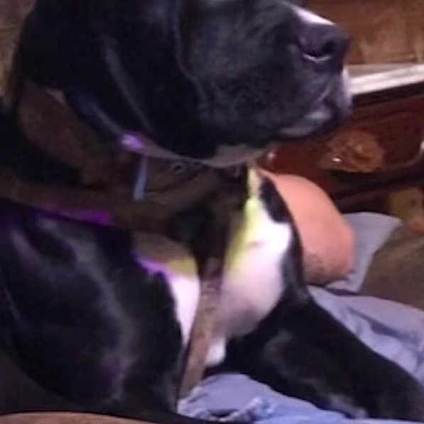 Zeus