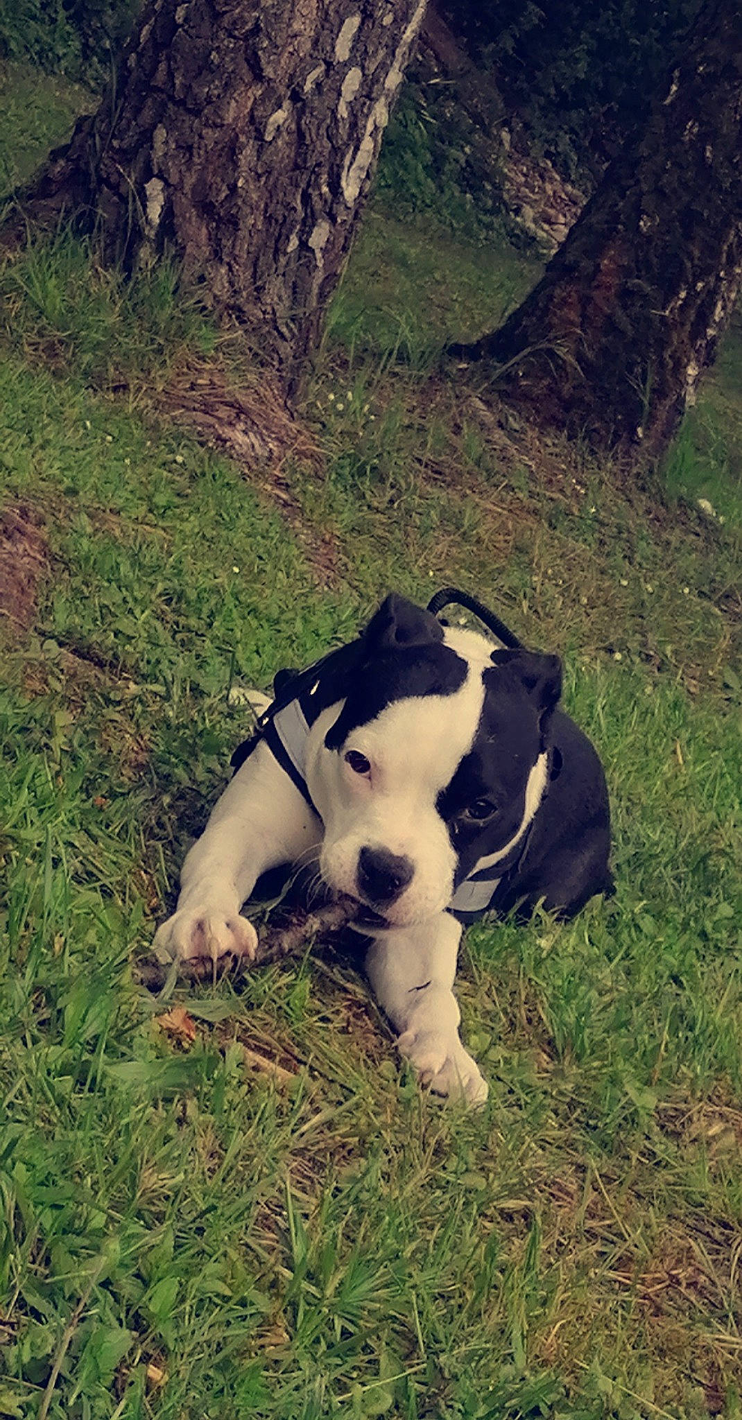 Raya participe au concours pour gagner de l'argent avec cette photo : carnivore, collar, companion_dog, dairy_cow, dog, dog_breed, fawn, grass, livestock, mammal, mountain, mountainous_landforms, natural_environment, plant, snout, sporting_group, tail, tree, vertebrate, working_animal