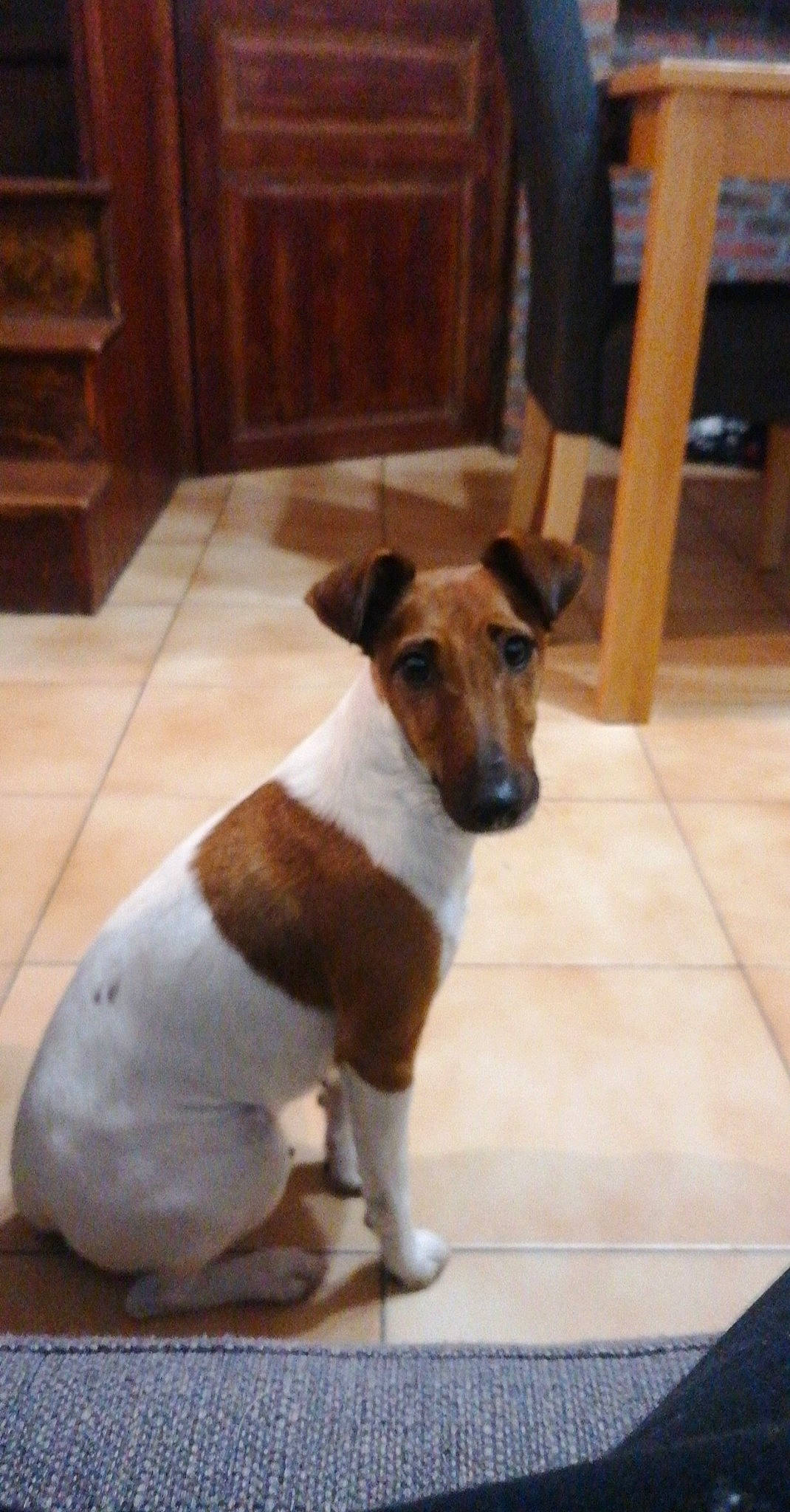 Dina participe au concours pour gagner de l'argent avec cette photo : cabinetry, canidae, carnivore, chair, collar, companion_dog, dog, dog_breed, fawn, flooring, hardwood, irishjacks, pet_supply, sporting_group, tail, terrestrial_animal, terrier, whiskers, wood, working_animal