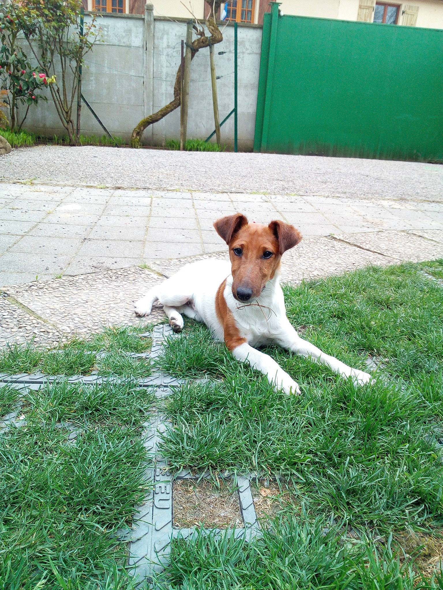 Dina participe au concours pour gagner de l'argent avec cette photo : canidae, carnivore, collar, companion_dog, dog, dog_breed, door, fawn, fence, grass, groundcover, non_sporting_group, plant, puppy, snout, sporting_group, tail, terrier, working_animal, yard