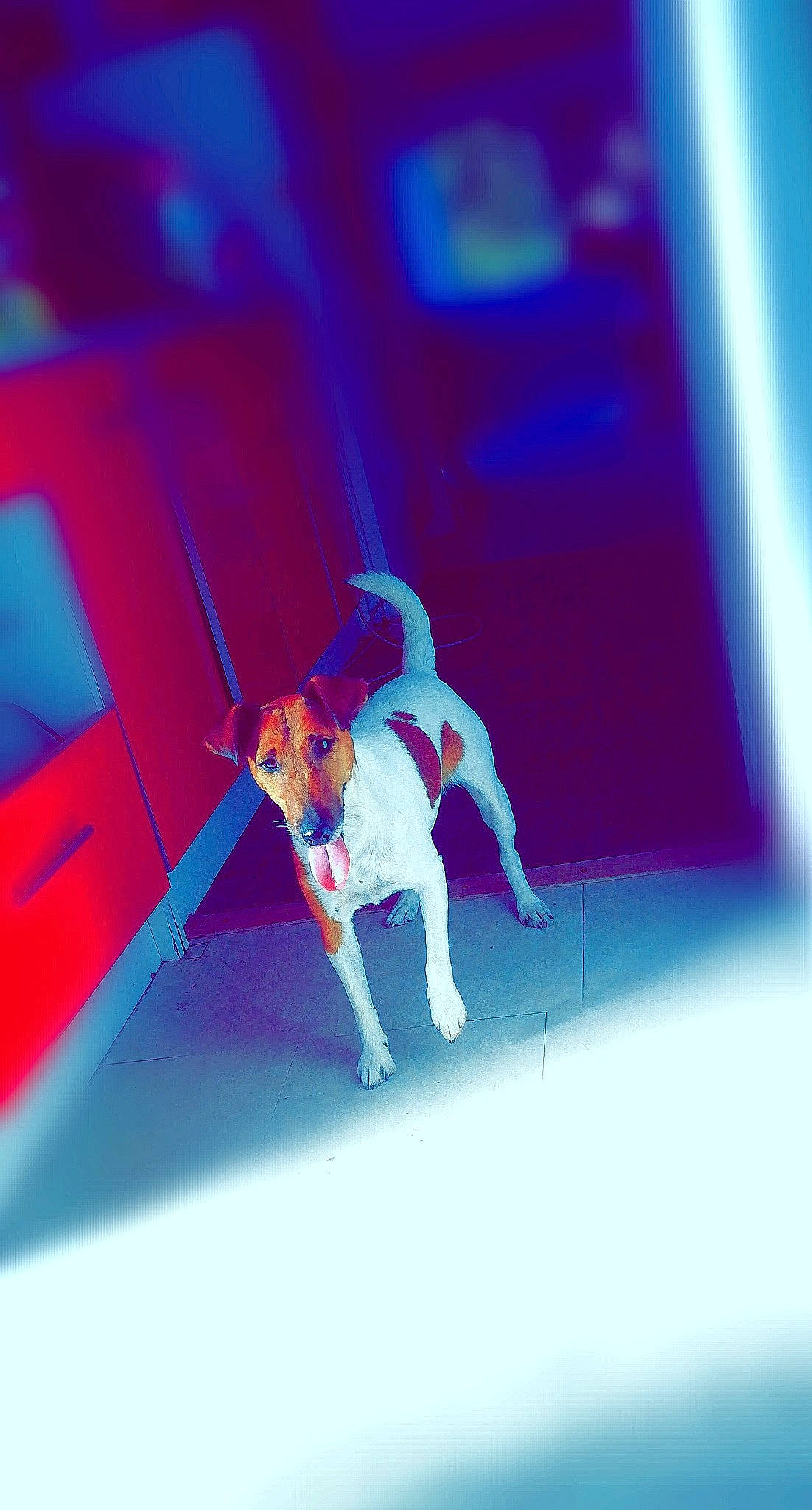 Dina participe au concours pour gagner de l'argent avec cette photo : animal_sports, canidae, carmine, carnivore, companion_dog, dog, dog_breed, electric_blue, entertainment, event, fawn, fictional_character, magenta, organism, public_event, purple, recreation, sporting_group, sports, wing