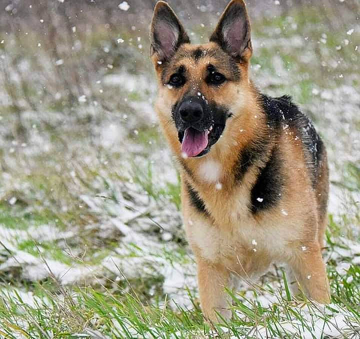Leia participe au concours pour gagner de l'argent avec cette photo : canidae, carnivore, collar, dog, dog_breed, east_european_shepherd, fawn, german_shepherd_dog, grass, herding_dog, king_shepherd, old_german_shepherd_dog, snout, sporting_group, terrestrial_animal, tracking_trial, wildlife, working_dog