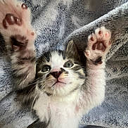 Paillette a rejoint le concours — aidez-le/la à gagner de superbes lots ! kitten, cat, paw, furry, cute, animal, pet, whiskers, eyes, nose, blanket, soft, texture, playful, stretching, young, indoor, fur, relaxing, adorable