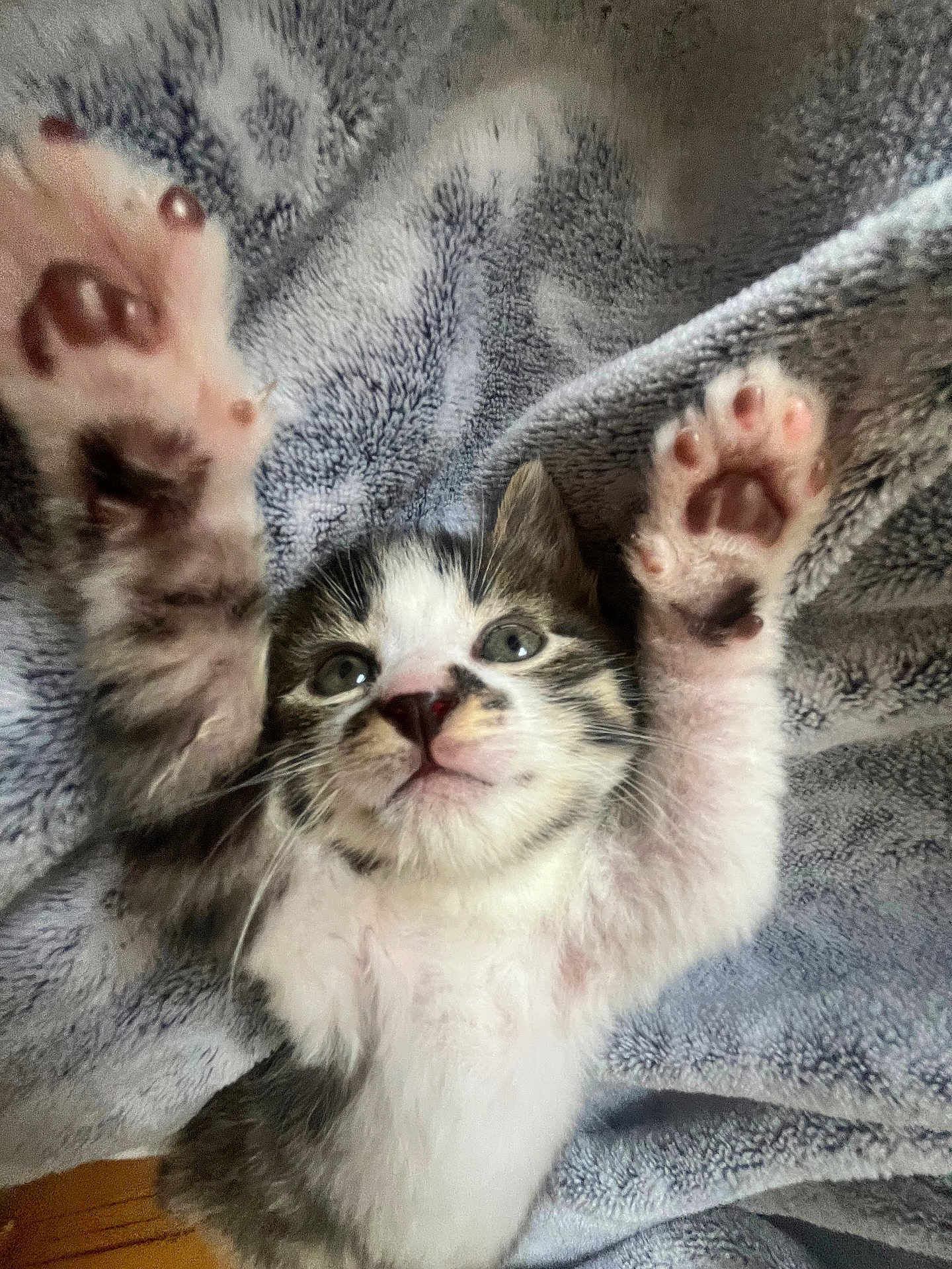 Paillette a rejoint le concours — aidez-le/la à gagner de superbes lots ! kitten, cat, paw, furry, cute, animal, pet, whiskers, eyes, nose, blanket, soft, texture, playful, stretching, young, indoor, fur, relaxing, adorable