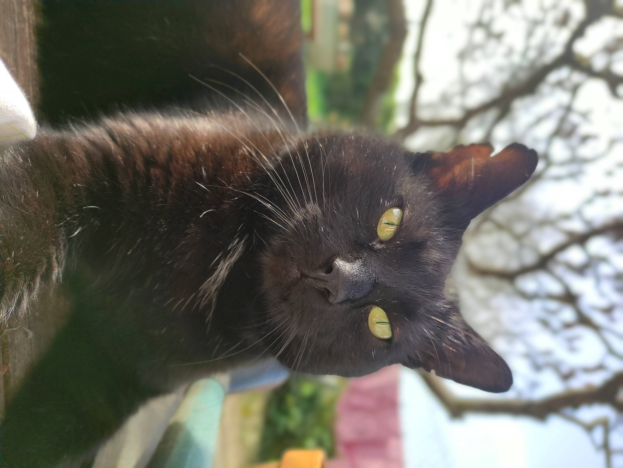 Jules participe au concours pour gagner de l'argent avec cette photo : black_cat, bombay, carnivore, cat, claw, domestic_short_haired_cat, felidae, fur, grass, plant, small_to_medium_sized_cats, snout, tail, terrestrial_animal, tree, twig, whiskers, wildlife