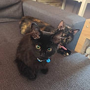 Boogy a rejoint le concours — aidez-le/la à gagner de superbes lots ! animal, black_cat, cat, closeup, collar, couch, cute, domestic_animal, eyes, fur, furniture, home, indoor, kitten, pet, relaxing, seated, tongue_out, tortoiseshell_cat, two_animals