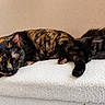 Boogy a rejoint le concours — aidez-le/la à gagner de superbes lots ! animal, black_cat, cat, closeup, companion, cozy, cute, feline, fur, indoor, nap, paw, peaceful, pets, relaxation, resting, sleeping, soft_texture, tortoiseshell_cat, whiskers