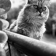 Diva participe au concours pour gagner de l'argent avec cette photo : animal, background, black_and_white, calm, cat, closeup, curious, feline, fluffy, furry, ledges, outdoor, pet, portrait, railing, sitting, soft_focus, texture, urban, whiskers