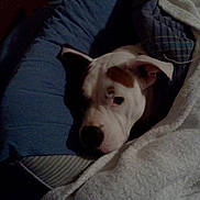 Maggie joined the competition — help win amazing prizes! dog, blanket, bed, pillow, indoor, resting, sleepy, cozy, white, brown_spot, animal, pet, fur, snug, comfort, relaxation, canine, domestic_animal, home, sleep