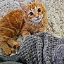 Goupix a rejoint le concours — aidez-le/la à gagner de superbes lots ! kitten, cat, orange_tabby, fluffy, pet, animal, cute, curious, paw, blanket, rug, cozy, indoor, soft_texture, fur, young, small, resting, looking_up, playful