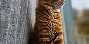 Goupix a rejoint le concours — aidez-le/la à gagner de superbes lots ! cat, orange_tabby, feline, pet, indoor, window, curtain, soft_fabric, sitting, side_view, whiskers, fur, paws, domestic_animal, animal, cozy, natural_light, looking_out, blurred_background, calm