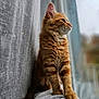 cat, orange_tabby, feline, pet, indoor, window, curtain, soft_fabric, sitting, side_view, whiskers, fur, paws, domestic_animal, animal, cozy, natural_light, looking_out, blurred_background, calm