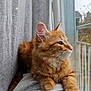 Goupix participe au concours pour gagner de l'argent avec cette photo : cat, orange_tabby, window, curtain, indoor, pet, feline, relaxing, soft_fabric, close_up, whiskers, ears, paws, looking_outside, cozy, domestic_animal, fur, side_view, natural_light, peaceful