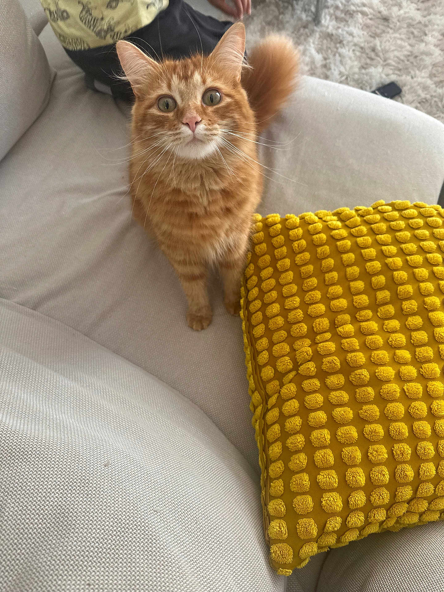 Goupix a rejoint le concours — aidez-le/la à gagner de superbes lots ! cat, orange_tabby, couch, yellow_cushion, pet, indoor, curious, wide_eyes, fur, whiskers, tail, person, hand, living_room, textured_pillow, soft_furniture, home, domestic_cat, alert, closeup