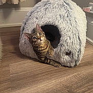 Mr Coconut joined the competition — help win amazing prizes! cat, tabby, pet, animal, feline, indoor, cozy, cat_bed, fluffy, fur, curious, wooden_floor, home, cute, resting, peeking, ears, whiskers, relaxed, domestic