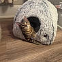 cat, tabby, pet, animal, feline, indoor, cozy, cat_bed, fluffy, fur, curious, wooden_floor, home, cute, resting, peeking, ears, whiskers, relaxed, domestic