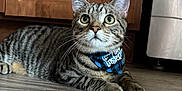 Mr Coconut joined the competition — help win amazing prizes! cat, tabby, bandana, floor, wooden_floor, cabinet, kitchen, appliance, indoor, pet, animal, feline, whiskers, ears, eyes, curious, lying_down, domestic, striped, mammal