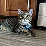 cat, tabby, bandana, floor, wooden_floor, cabinet, kitchen, appliance, indoor, pet, animal, feline, whiskers, ears, eyes, curious, lying_down, domestic, striped, mammal
