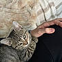 Mr Coconut joined the competition — help win amazing prizes! kitten, cat, pet, animal, feline, striped, fur, eyes, hand, human, leg, clothing, black_pants, blanket, soft, cozy, indoor, resting, comfort, closeup