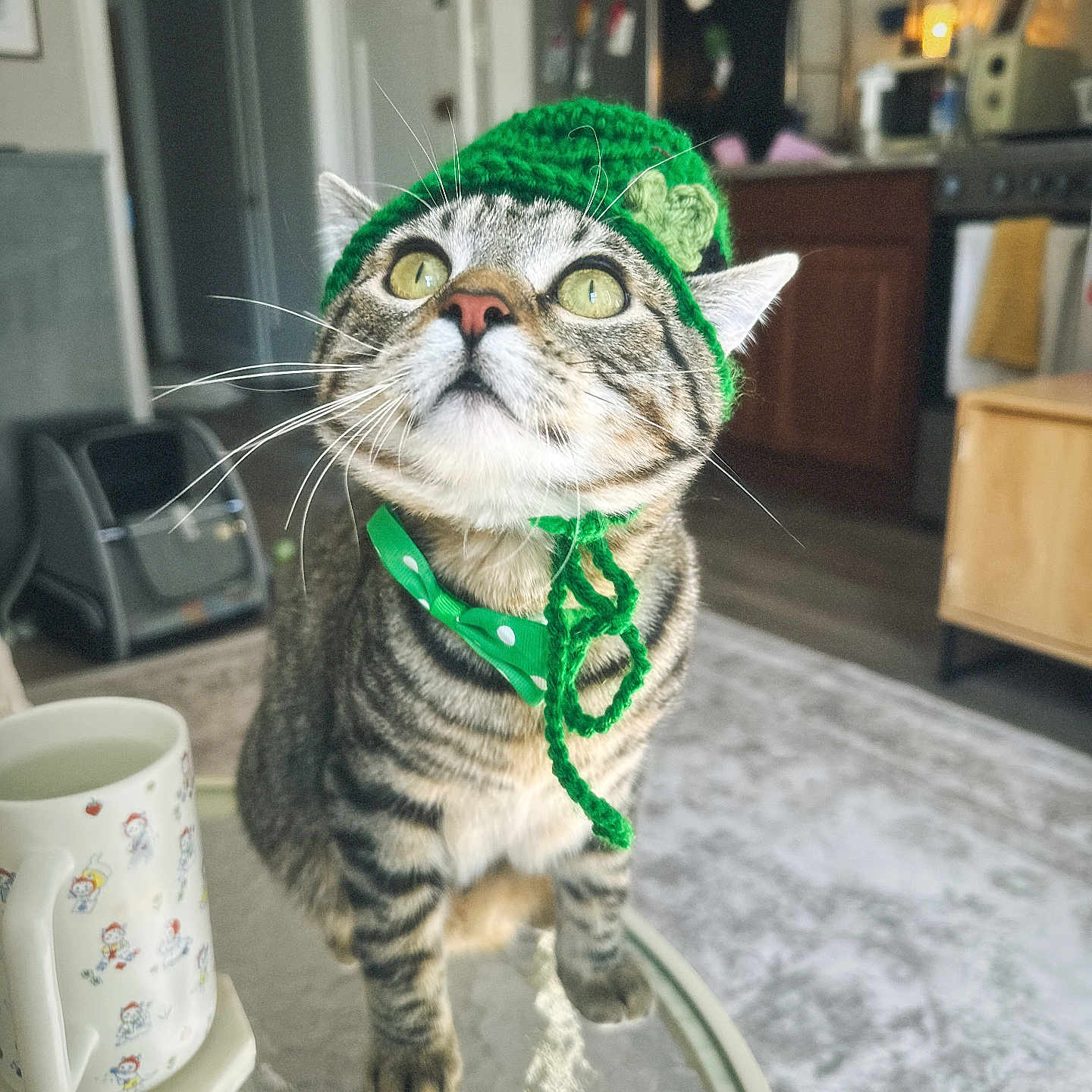 Mr Coconut is registered to the contest to win money with this photo: animal, bow_tie, cat, cozy, curious, cute, domestic_cat, feline, glass_table, green_hat, home, indoor, kitchen, mug, pet, portrait, sitting, tabby, table, whiskers