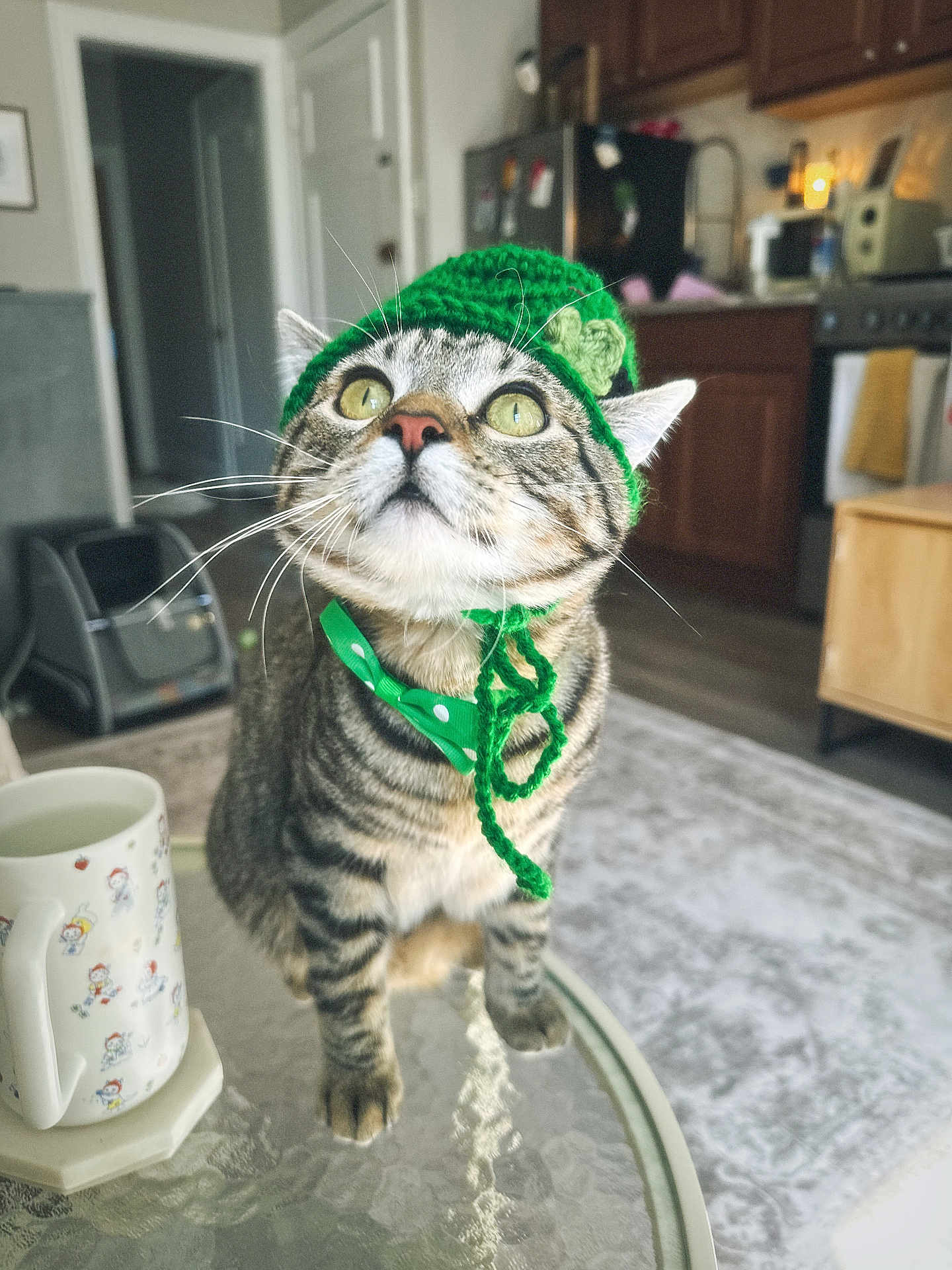 Mr Coconut is registered to the contest to win money with this photo: cat, tabby, green_hat, bow_tie, glass_table, indoor, kitchen, curious, whiskers, pet, feline, domestic_cat, mug, table, cozy, home, cute, animal, portrait, sitting
