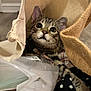 Mr Coconut is registered to the contest to win money with this photo: cat, kitten, tabby, bag, tote_bag, fabric, clothes, polka_dot, plastic, indoor, curious, pet, animal, whiskers, ears, eyes, paw, texture, closeup, playful