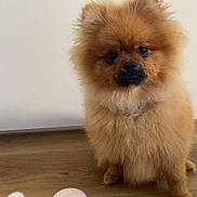Merveille participe au concours pour gagner de l'argent avec cette photo : dog, pomeranian, fluffy, pet, animal, cute, indoor, wooden_floor, makeup_brush, compact, cosmetics, small_dog, fur, brown, adorable, sitting, curious, face, portrait, domestic