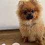 dog, pomeranian, fluffy, pet, animal, cute, indoor, wooden_floor, makeup_brush, compact, cosmetics, small_dog, fur, brown, adorable, sitting, curious, face, portrait, domestic