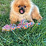 Merveille participe au concours pour gagner de l'argent avec cette photo : dog, puppy, pomeranian, grass, outdoor, playful, toy, colorful, rope_toy, chewing, cute, fluffy, animal, pet, nature, greenery, fur, small_dog, happy, summer