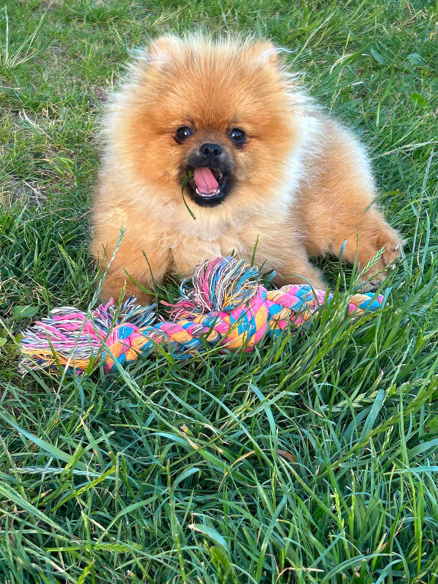 Merveille participe au concours pour gagner de l'argent avec cette photo : dog, puppy, pomeranian, grass, outdoor, playful, toy, colorful, rope_toy, chewing, cute, fluffy, animal, pet, nature, greenery, fur, small_dog, happy, summer