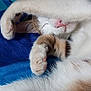 cat, sleeping, paw, covering_face, cute, fur, whiskers, pink_nose, striped, relaxed, bed, blanket, cartoon_pattern, indoor, pet, animal, closeup, resting, cozy, soft