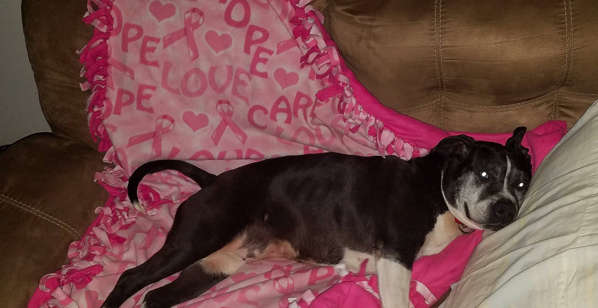 Katie is registered to the contest to win money with this photo: canidae, carnivore, collar, comfort, companion_dog, couch, dog, dog_breed, dog_supply, fur, grey, linens, paw, pet_supply, pink, snout, sporting_group, studio_couch, tail, working_animal