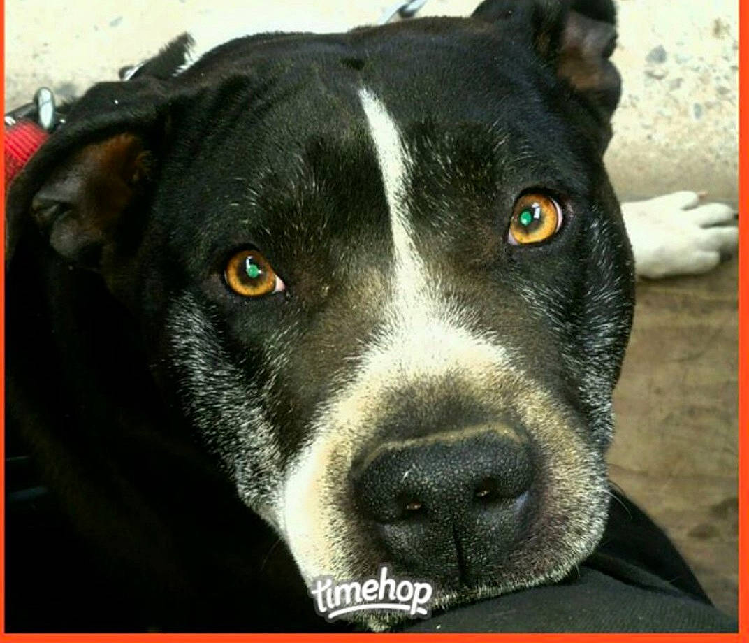 Katie is registered to the contest to win money with this photo: borador, canidae, carnivore, companion_dog, dog, dog_breed, eye, non_sporting_group, rectangle, snout, sporting_group, terrestrial_animal, whiskers, working_animal, working_dog