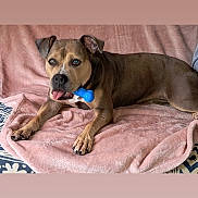 Lexie a rejoint le concours — aidez-le/la à gagner de superbes lots ! dog, pet, toy, blue_bone, blanket, pink_blanket, brown_dog, indoor, canine, relaxed, lying_down, animal, paw, snout, ears, fur, home, comfort, resting, cute