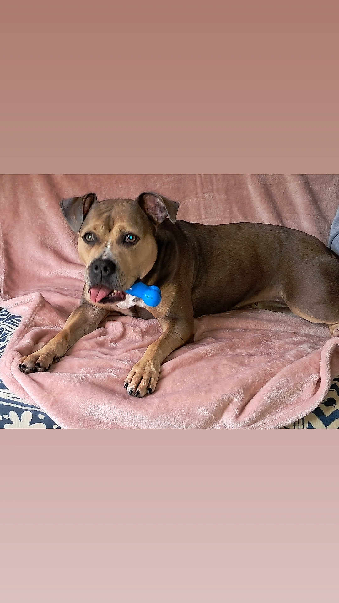 Lexie a rejoint le concours — aidez-le/la à gagner de superbes lots ! dog, pet, toy, blue_bone, blanket, pink_blanket, brown_dog, indoor, canine, relaxed, lying_down, animal, paw, snout, ears, fur, home, comfort, resting, cute