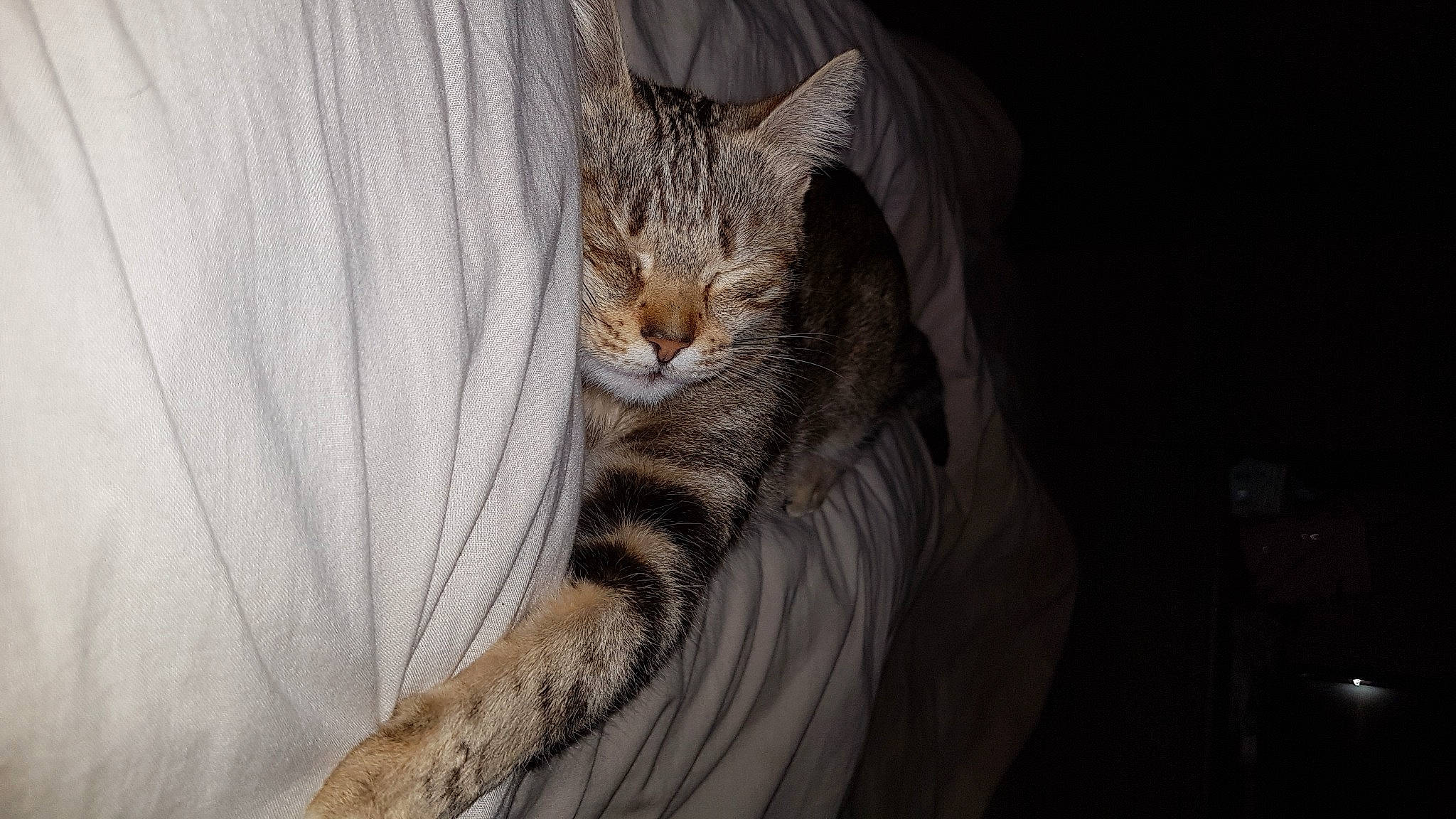 Nestea a rejoint le concours — aidez-le/la à gagner de superbes lots ! carnivore, cat, claw, comfort, domestic_short_haired_cat, eye, fawn, felidae, fur, grey, linens, paw, small_to_medium_sized_cats, snout, tail, terrestrial_animal, tree, whiskers, wildlife, window