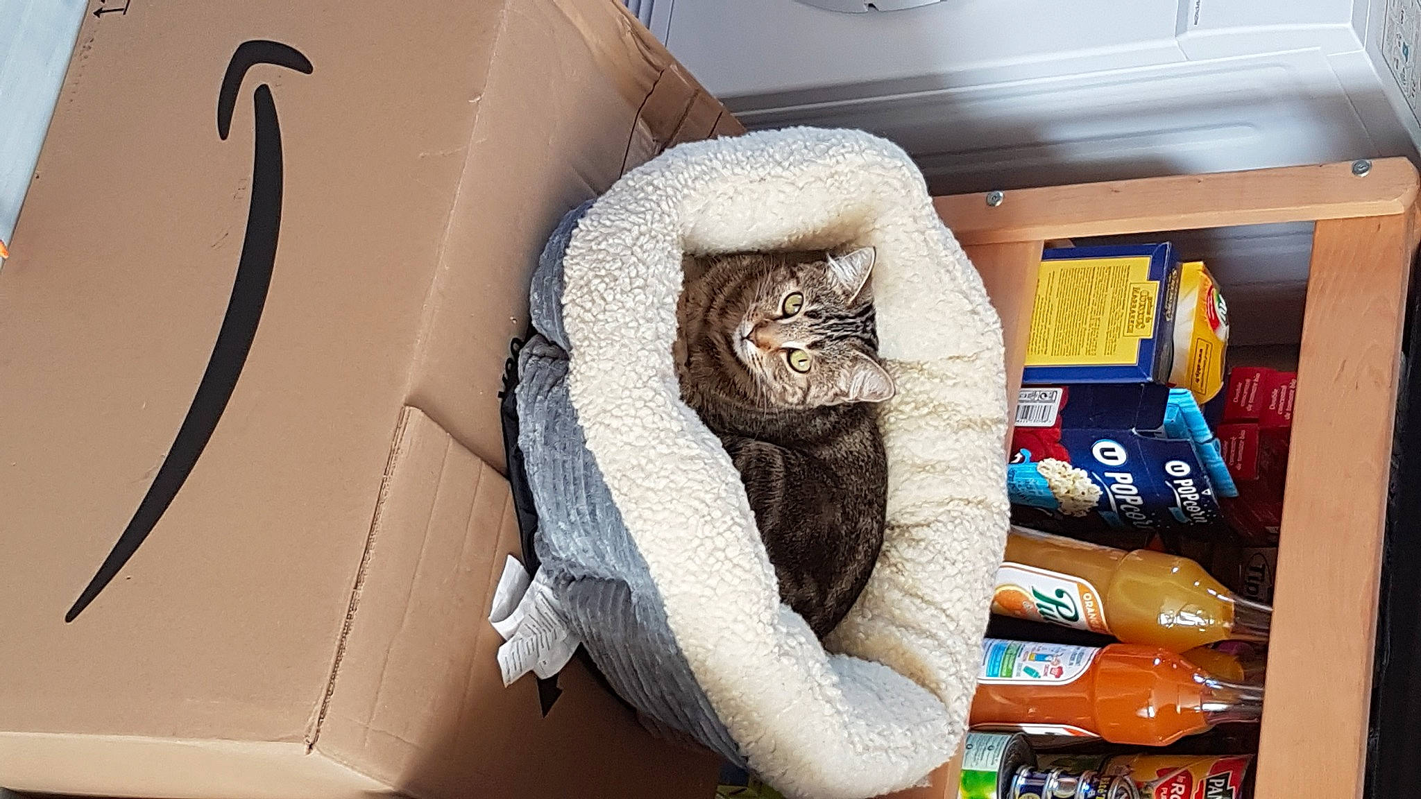 Nestea a rejoint le concours — aidez-le/la à gagner de superbes lots ! bag, car_seat, comfort, domestic_short_haired_cat, felidae, flooring, fur, glove, linens, plush, room, small_to_medium_sized_cats, stuffed_toy, tail, thread, throw_pillow, towel, wood, wool, woolen