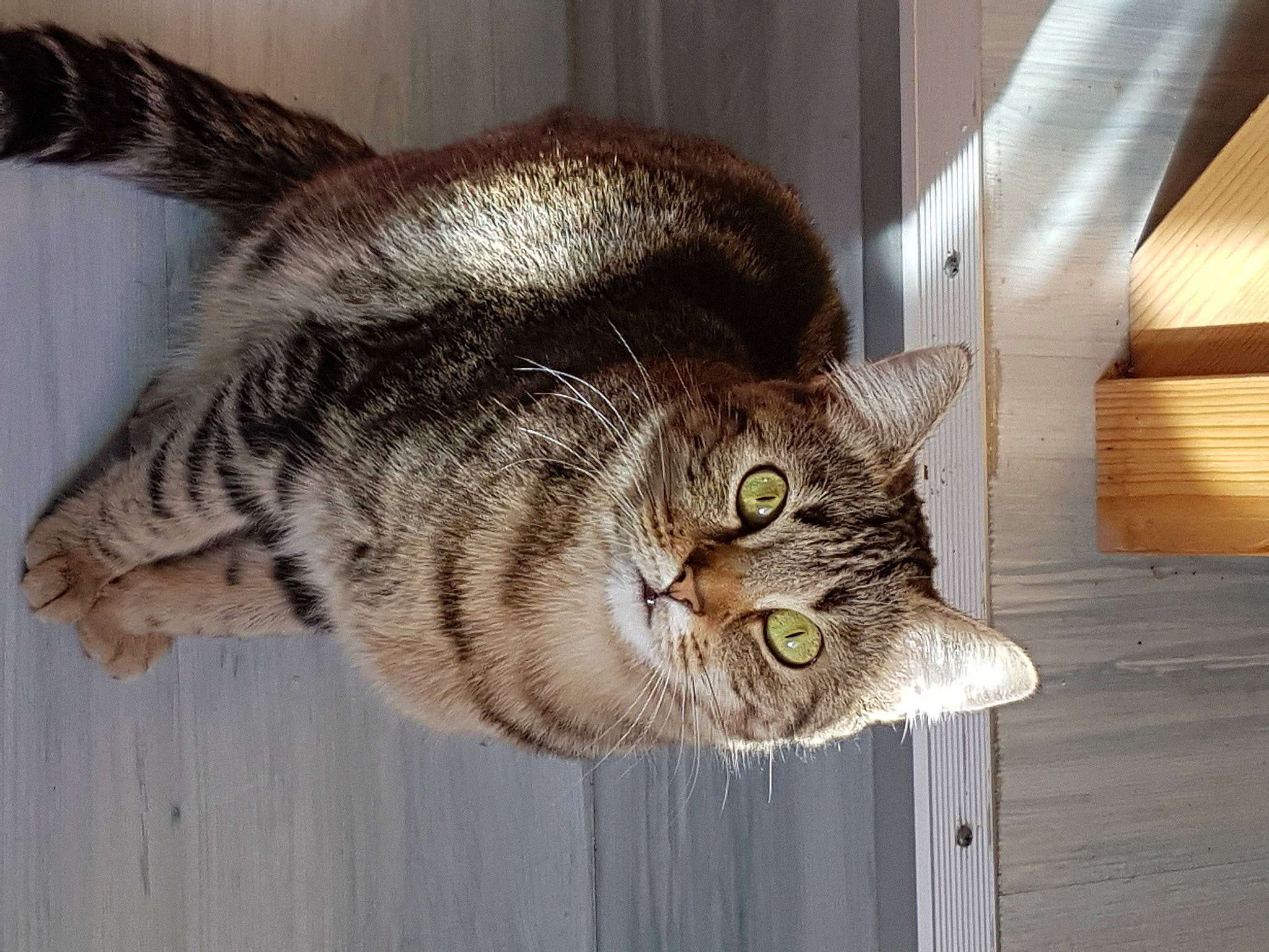 Nestea participe au concours pour gagner de l'argent avec cette photo : carnivore, cat, claw, domestic_short_haired_cat, door, felidae, fur, paw, pet_supply, small_to_medium_sized_cats, snout, tail, terrestrial_animal, whiskers, window, wood