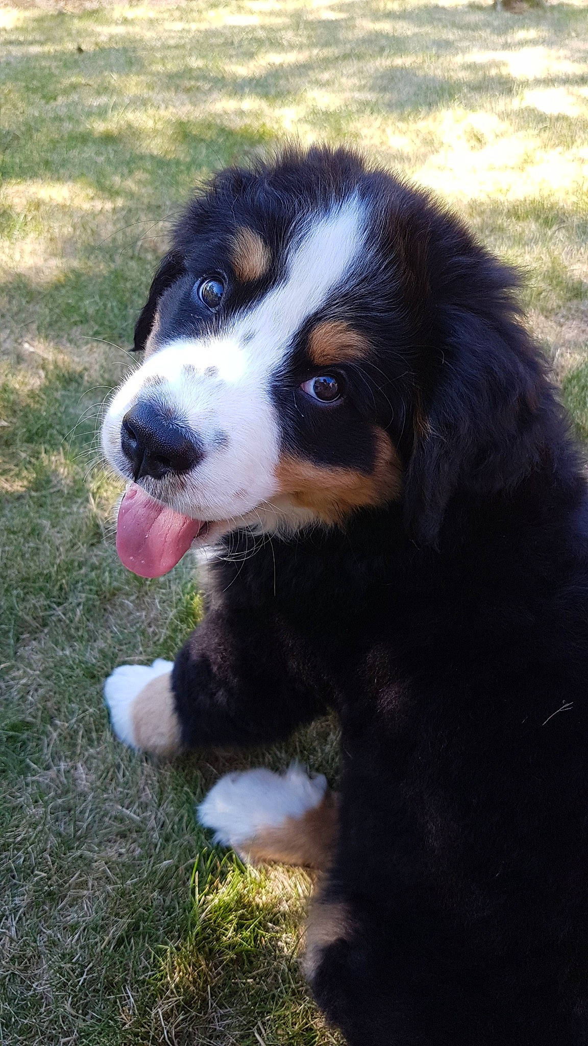 Shiva participe au concours pour gagner de l'argent avec cette photo : bernese_mountain_dog, bored, canidae, carnivore, companion_dog, dog, dog_breed, fur, grass, herding_dog, plant, snout, sporting_group, terrestrial_animal, whiskers, working_animal, working_dog