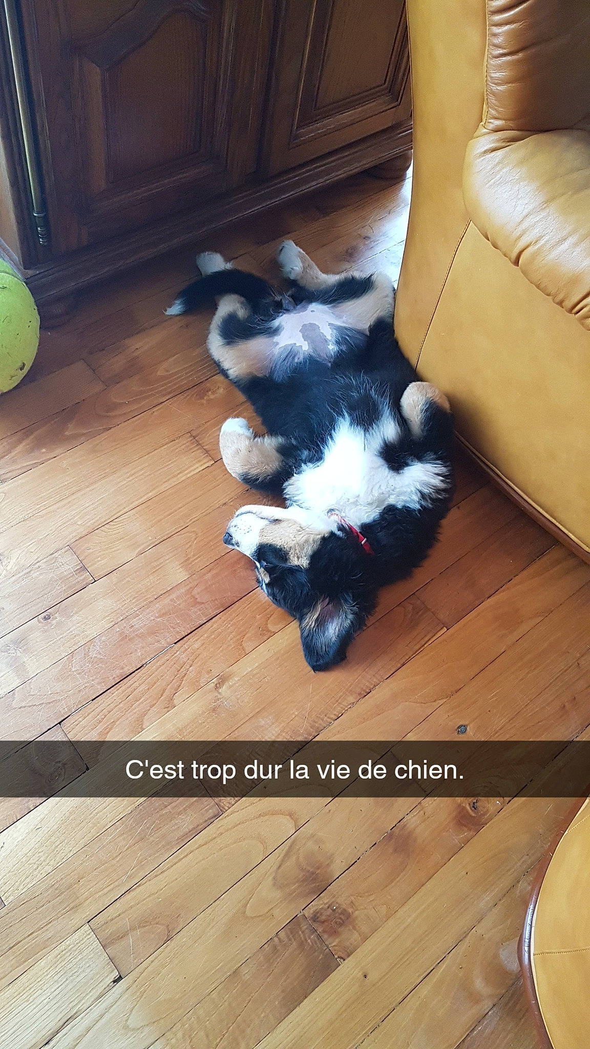 Shiva participe au concours pour gagner de l'argent avec cette photo : carnivore, comfort, companion_dog, couch, dog_breed, felidae, floor, flooring, hardwood, human_leg, laminate_flooring, plank, room, small_to_medium_sized_cats, tail, tennis_ball, whiskers, wood, wood_flooring, wood_stain
