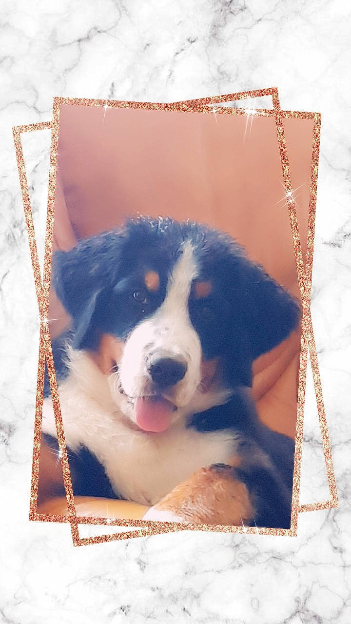 Shiva a rejoint le concours — aidez-le/la à gagner de superbes lots ! art, ball, canidae, carnivore, companion_dog, dog, dog_breed, dog_supply, fur, herding_dog, pet_supply, picture_frame, puppy, rectangle, snout, snow, sporting_group, winter, working_animal, working_dog