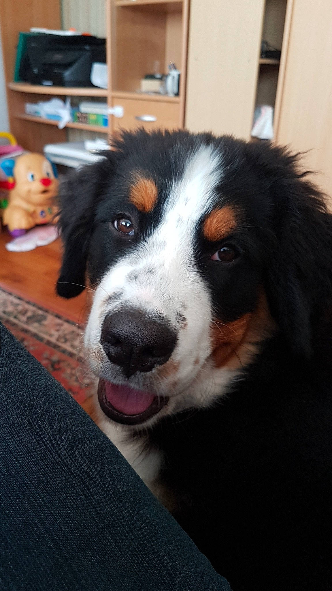 Shiva participe au concours pour gagner de l'argent avec cette photo : ball, bernese_mountain_dog, border_collie, bored, canidae, carnivore, companion_dog, dog, dog_breed, eye, fur, head, herding_dog, snout, sporting_group, stuffed_toy, terrestrial_animal, toy, whiskers, working_animal