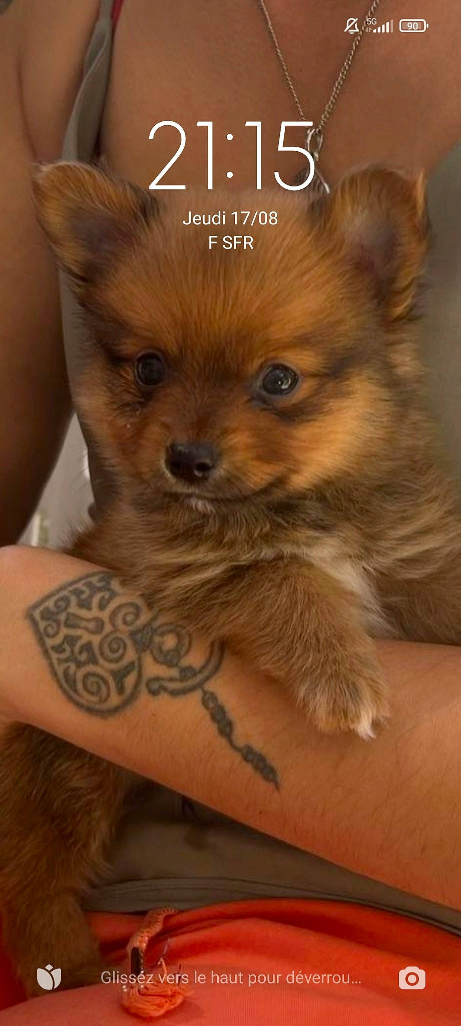 Pooky a rejoint le concours — aidez-le/la à gagner de superbes lots ! canidae, carnivore, companion_dog, corgi_chihuahua, dog, dog_breed, dog_supply, fawn, font, fur, liver, pattern, photo_caption, snout, tattoo, temporary_tattoo, terrestrial_animal, toy_dog, whiskers, working_animal