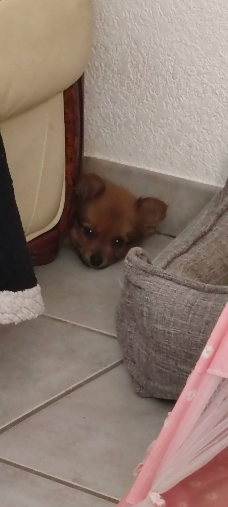 Pooky a rejoint le concours — aidez-le/la à gagner de superbes lots ! brown, carnivore, comfort, companion_dog, couch, dog, dog_breed, dog_supply, fawn, floor, flooring, fur, hardwood, liver, snout, terrestrial_animal, toy_dog, whiskers, wood, working_animal