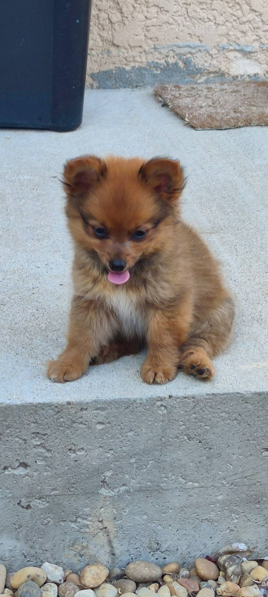 Pooky a rejoint le concours — aidez-le/la à gagner de superbes lots ! canidae, carnivore, companion_dog, dog, dog_breed, eye, fawn, fur, german_spitz, german_spitz_klein, liver, puppy, road_surface, snout, spitz, sporting_group, terrestrial_animal, toy_dog, whiskers, working_animal