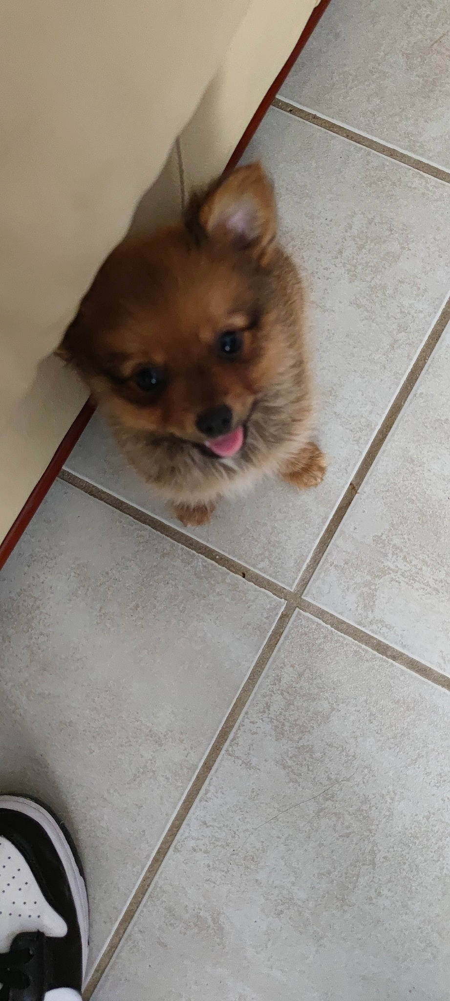 Pooky a rejoint le concours — aidez-le/la à gagner de superbes lots ! carnivore, companion_dog, dog, dog_breed, dog_supply, fawn, felidae, floor, flooring, fur, german_spitz, hardwood, liver, pet_supply, snout, tile_flooring, toy_dog, whiskers, wood, working_animal