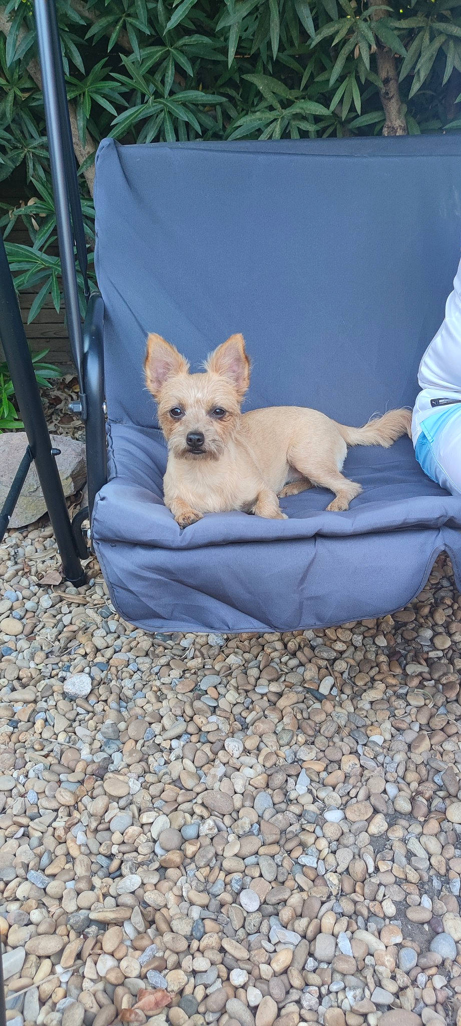 Praline participe au concours pour gagner de l'argent avec cette photo : canidae, carnivore, collar, comfort, companion_dog, dog, dog_breed, dog_clothes, dog_supply, fawn, pet_supply, plant, road_surface, sitting, small_terrier, snout, sporting_group, terrier, toy_dog, working_animal