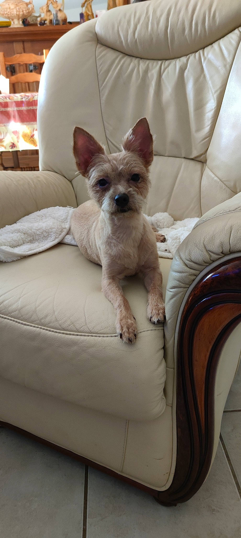 Praline participe au concours pour gagner de l'argent avec cette photo : canidae, carnivore, chair, comfort, companion_dog, couch, dog, dog_breed, dog_supply, fawn, felidae, fur, lamp, linens, non_sporting_group, small_terrier, snout, sporting_group, toy_dog, working_animal