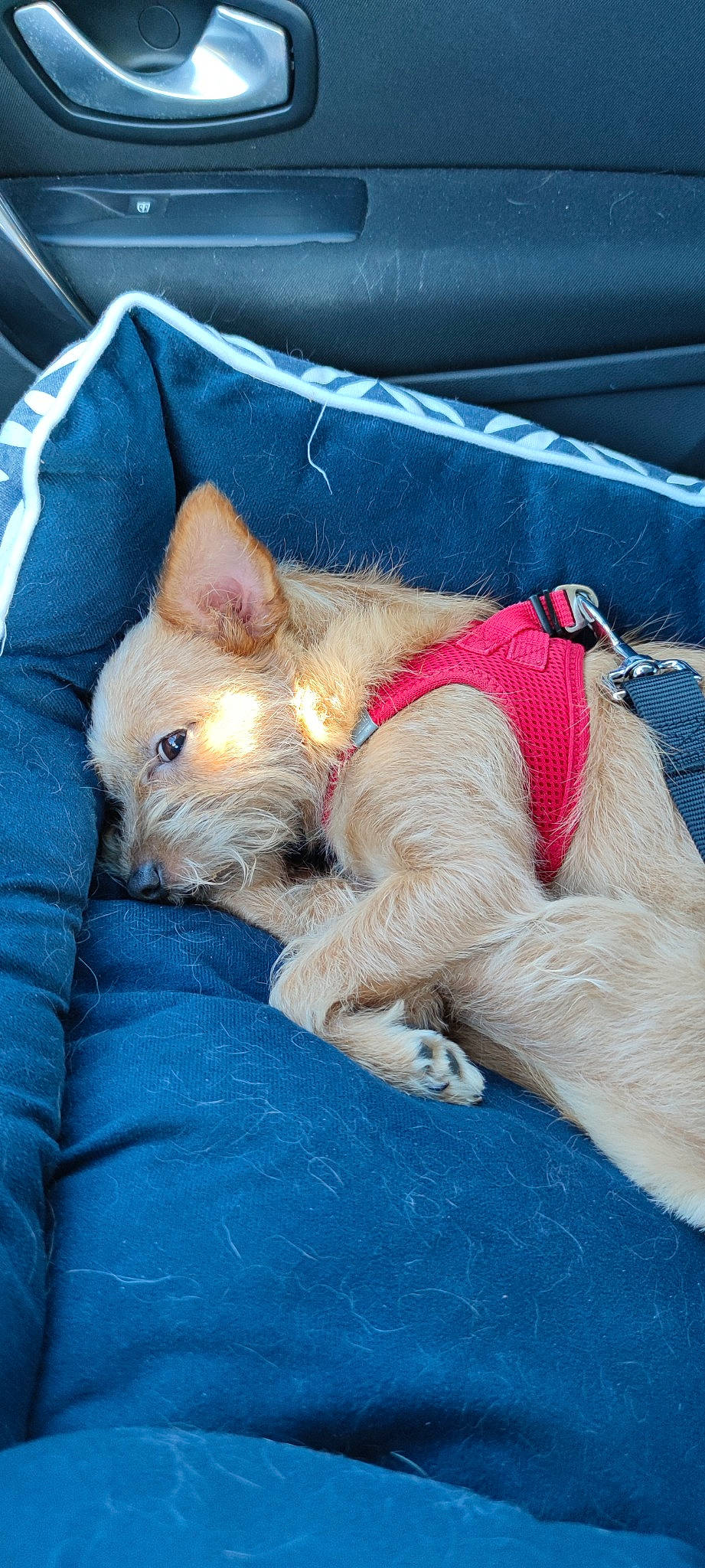 Praline participe au concours pour gagner de l'argent avec cette photo : canidae, carnivore, cat, comfort, companion_dog, dog_breed, electric_blue, fawn, felidae, fur, linens, mammal, nap, sleep, small_to_medium_sized_cats, snout, sporting_group, terrestrial_animal, vertebrate, whiskers